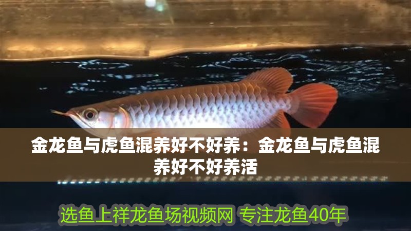 金龍魚與虎魚混養(yǎng)好不好養(yǎng)：金龍魚與虎魚混養(yǎng)好不好養(yǎng)活