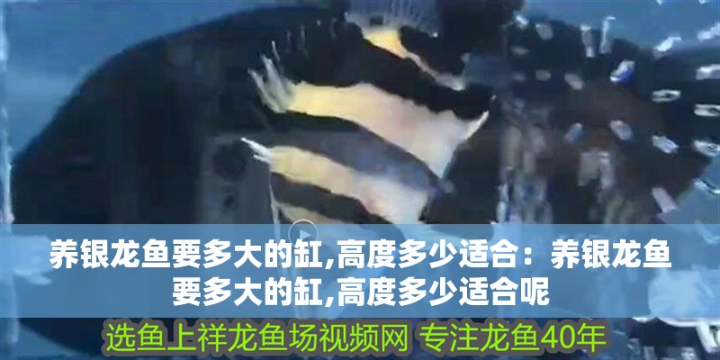 養銀龍魚要多大的缸,高度多少適合：養銀龍魚要多大的缸,高度多少適合呢