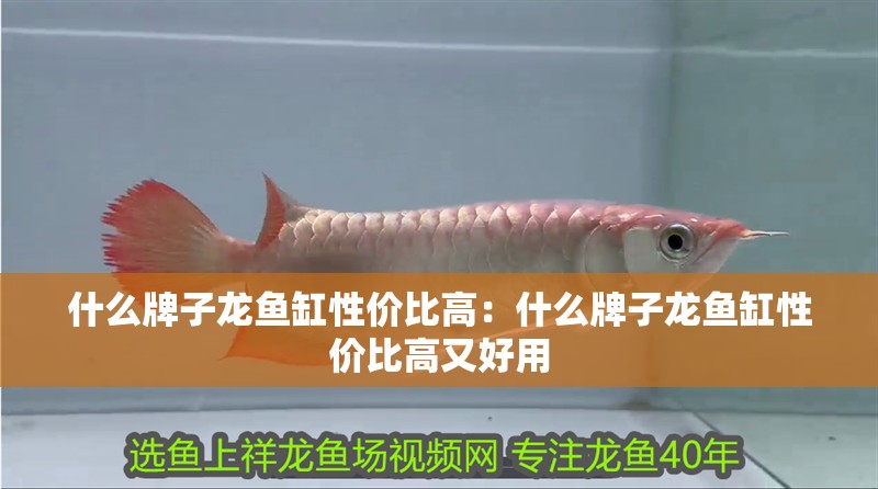 什么牌子龍魚缸性價比高：什么牌子龍魚缸性價比高又好用
