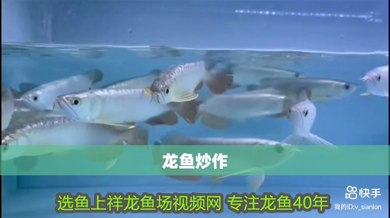 龍魚炒作