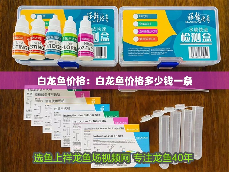 白龍魚價格：白龍魚價格多少錢一條