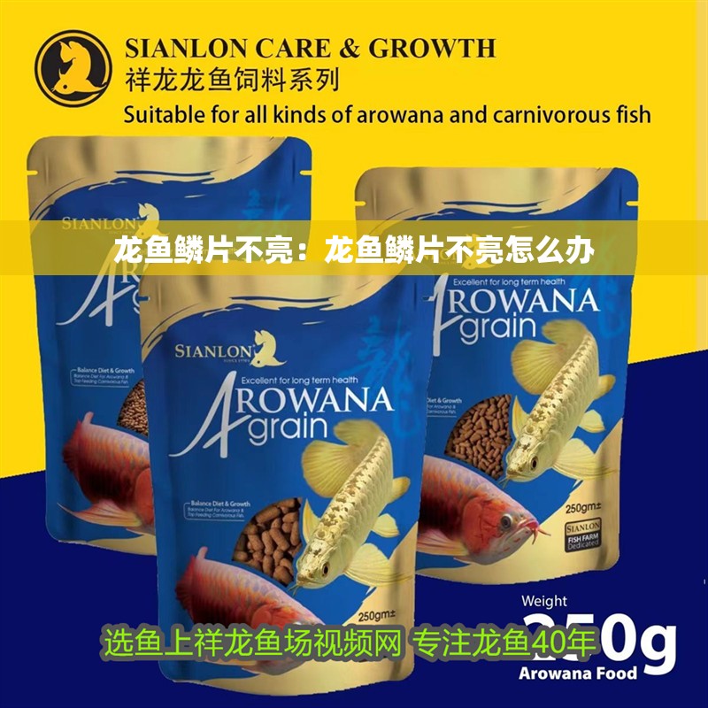 龍魚鱗片不亮：龍魚鱗片不亮怎么辦