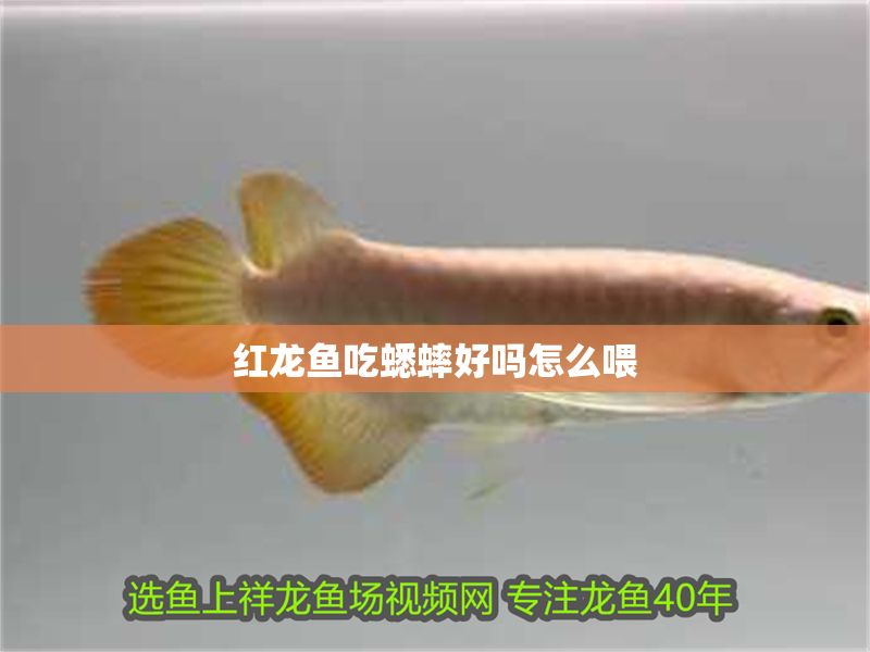 紅龍魚吃蟋蟀好嗎怎么喂 紅龍魚吃蟋蟀好嗎怎么喂 龍魚百科 第1張