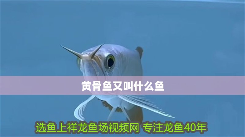 黃骨魚又叫什么魚