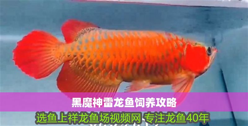黑魔神雷龍魚飼養(yǎng)攻略