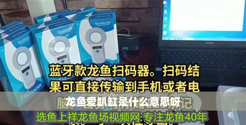 龍魚愛趴缸是什么意思呀