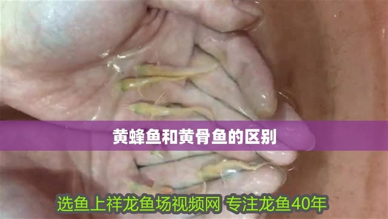 紅龍魚用黃燈烤有用嗎 黃蜂魚和黃骨魚的區(qū)別 龍魚論壇 黃蜂魚和黃骨魚的區(qū)別 黃蜂魚和黃骨魚的區(qū)別 龍魚論壇