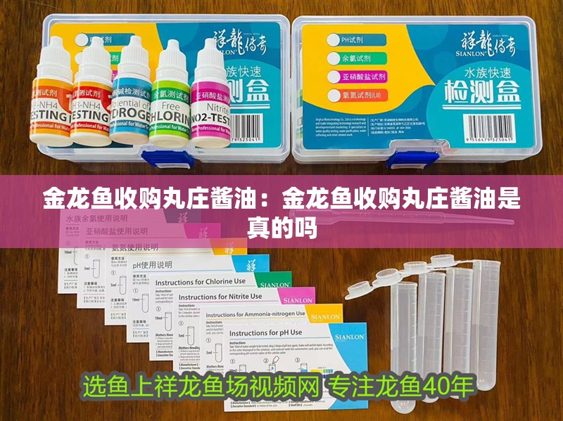 金龍魚收購丸莊醬油：金龍魚收購丸莊醬油是真的嗎 金龍魚收購丸莊醬油：金龍魚收購丸莊醬油是真的嗎 水族問答