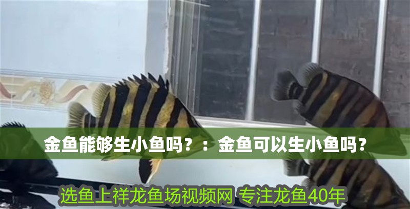金魚能夠生小魚嗎？：金魚可以生小魚嗎？ 金魚能夠生小魚嗎？：金魚可以生小魚嗎？ 魚缸百科