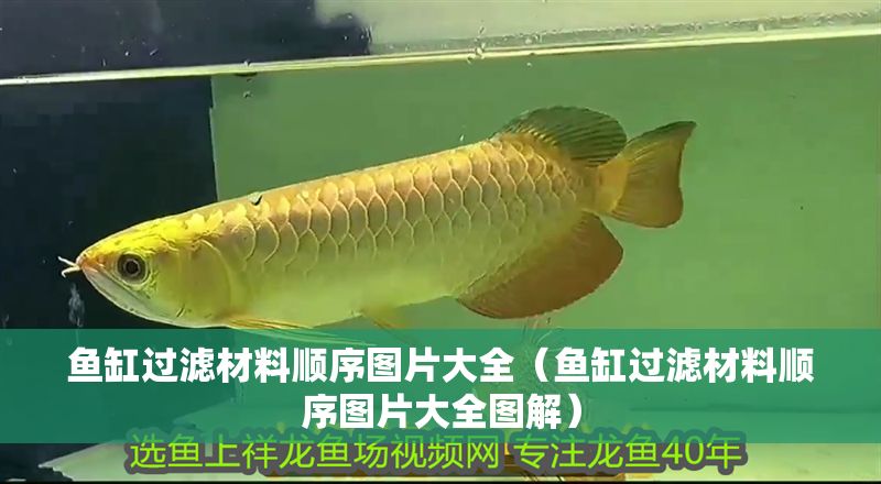 魚缸過濾材料順序圖片大全（魚缸過濾材料順序圖片大全圖解）