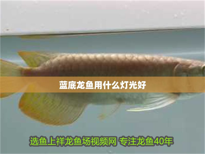 藍底龍魚用什么燈光好