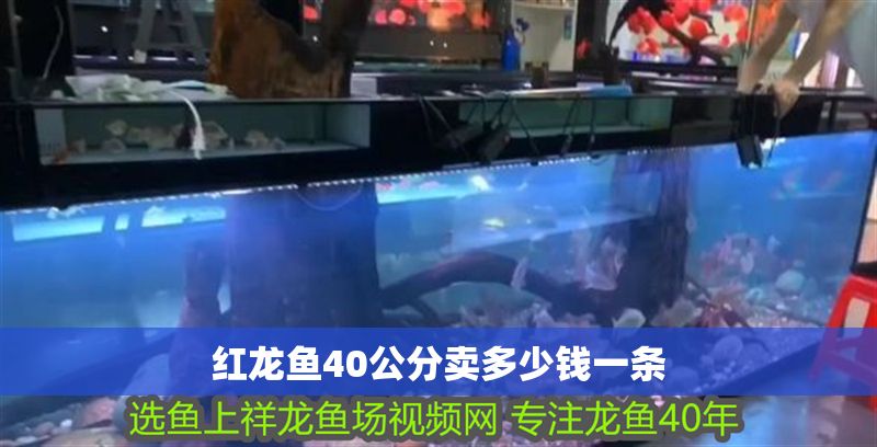 紅龍魚40公分賣多少錢一條