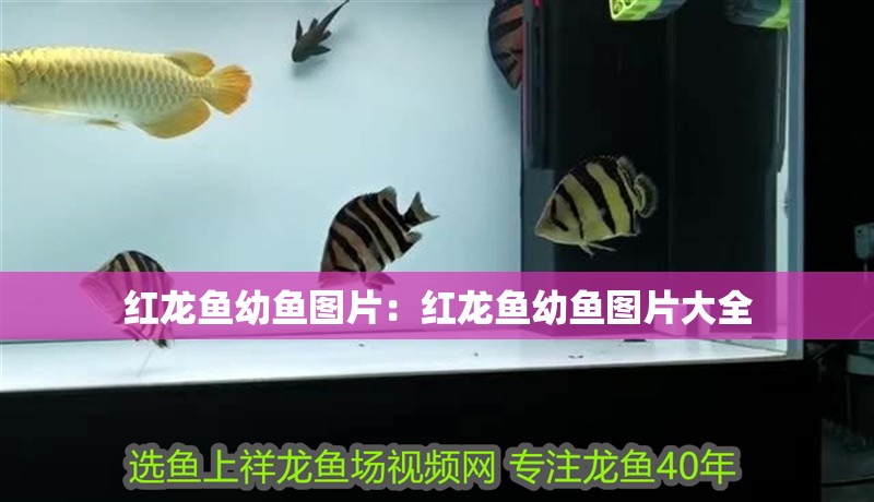 紅龍魚幼魚圖片：紅龍魚幼魚圖片大全