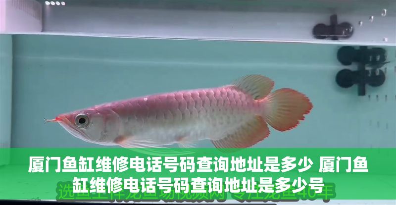 廈門魚缸維修電話號碼查詢地址是多少 廈門魚缸維修電話號碼查詢地址是多少號