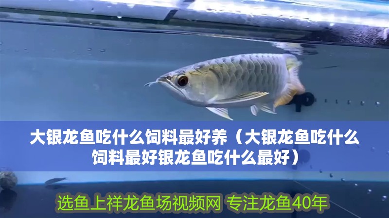 大銀龍魚吃什么飼料最好養（大銀龍魚吃什么飼料最好銀龍魚吃什么最好）