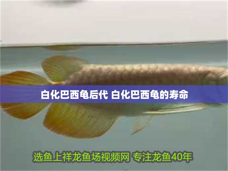 白化巴西龜后代 白化巴西龜?shù)膲勖? title=