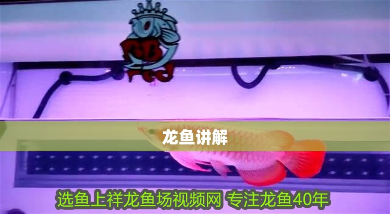 龍魚講解 龍魚講解 龍魚百科 第2張