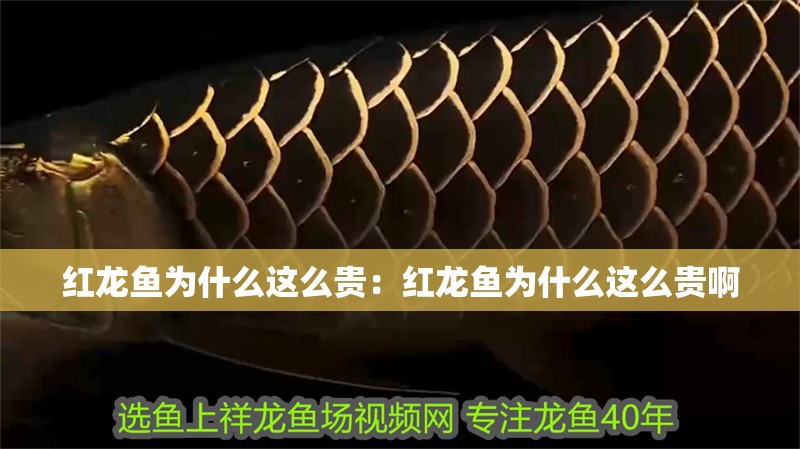 紅龍魚為什么這么貴：紅龍魚為什么這么貴啊