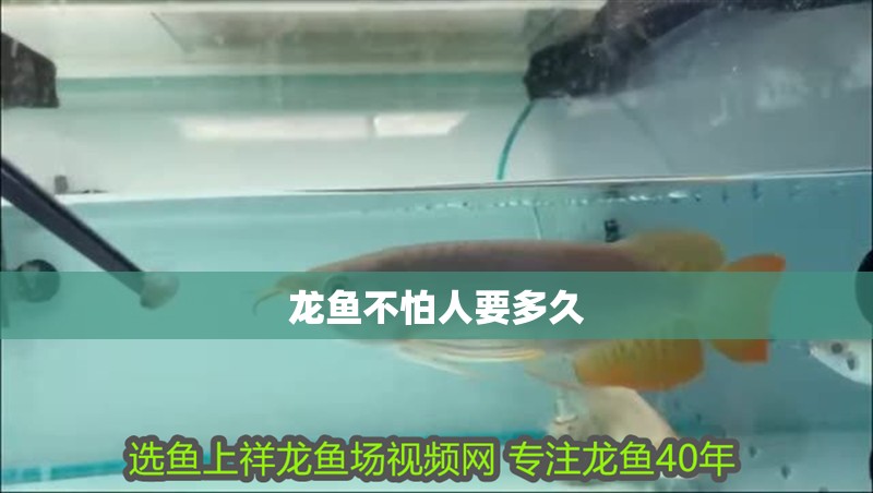 龍魚不怕人要多久