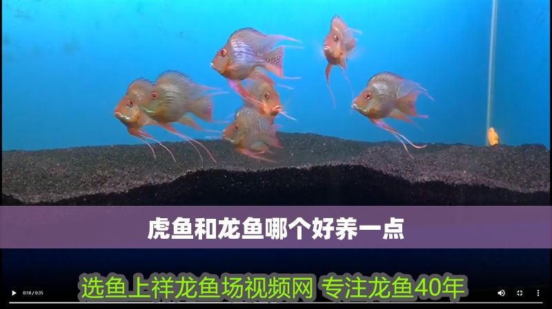 虎魚和龍魚哪個(gè)好養(yǎng)一點(diǎn)