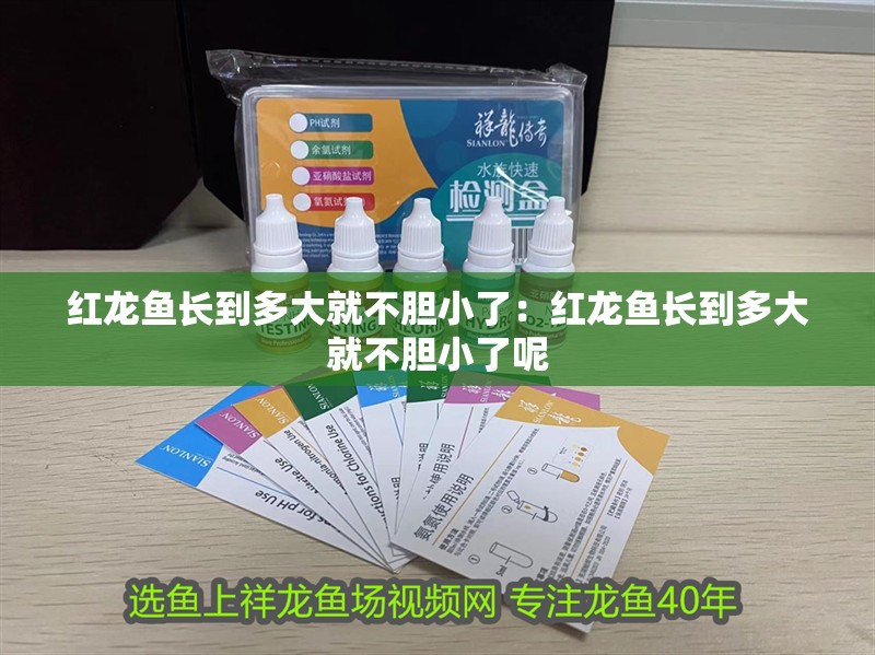 紅龍魚長到多大就不膽小了：紅龍魚長到多大就不膽小了呢 紅龍魚長到多大就不膽小了：紅龍魚長到多大就不膽小了呢 水族問答
