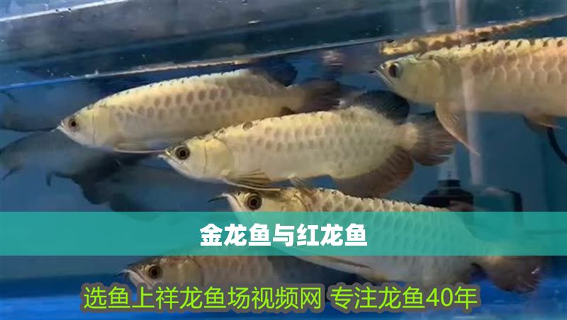 金龍魚與紅龍魚