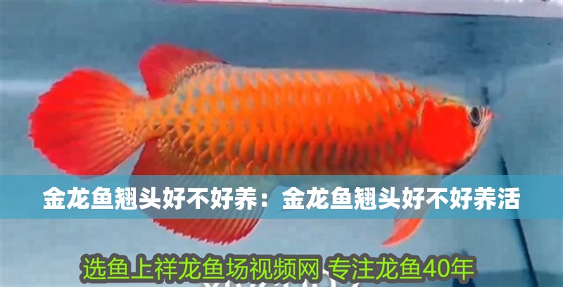 金龍魚翹頭好不好養(yǎng)：金龍魚翹頭好不好養(yǎng)活