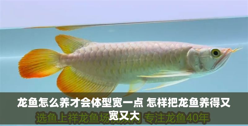 龍魚怎么養才會體型寬一點 怎樣把龍魚養得又寬又大