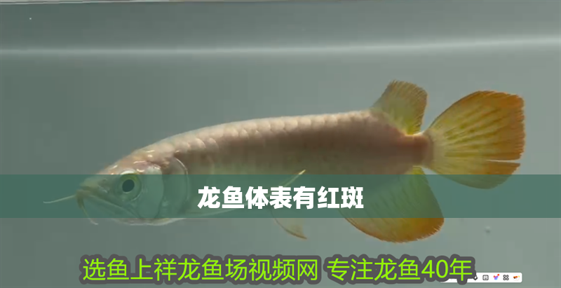 龍魚體表有紅斑 龍魚體表有紅斑 龍魚百科 第2張