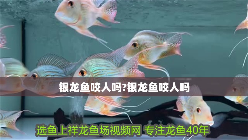 銀龍魚咬人嗎?銀龍魚咬人嗎