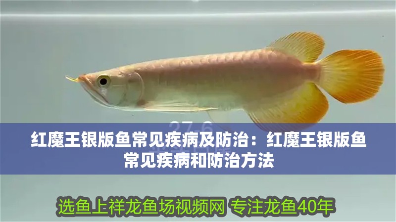 紅魔王銀版魚常見疾病及防治：紅魔王銀版魚常見疾病和防治方法