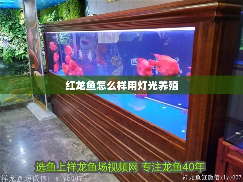 紅龍魚怎么樣用燈光養殖