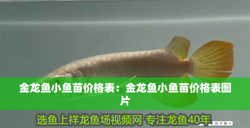 金龍魚小魚苗價(jià)格表：金龍魚小魚苗價(jià)格表圖片 金龍魚小魚苗價(jià)格表：金龍魚小魚苗價(jià)格表圖片 水族問答