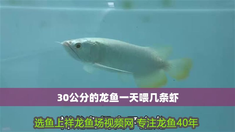 30公分的龍魚一天喂幾條蝦