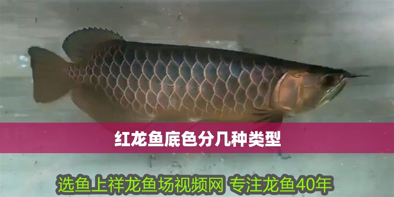紅龍魚(yú)底色分幾種類(lèi)型