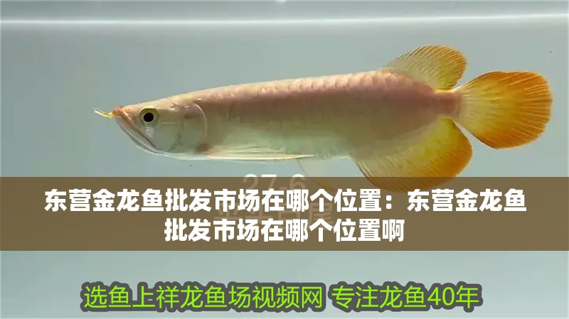 東營金龍魚批發市場在哪個位置：東營金龍魚批發市場在哪個位置啊