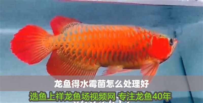 龍魚得水霉菌怎么處理好