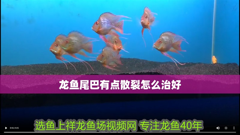 龍魚尾巴有點散裂怎么治好