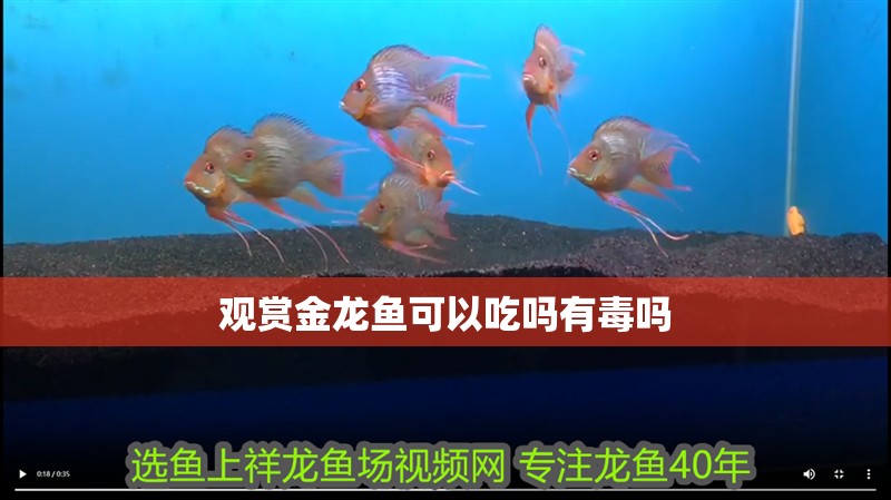 觀賞金龍魚可以吃嗎有毒嗎 觀賞金龍魚可以吃嗎有毒嗎 龍魚百科 第1張