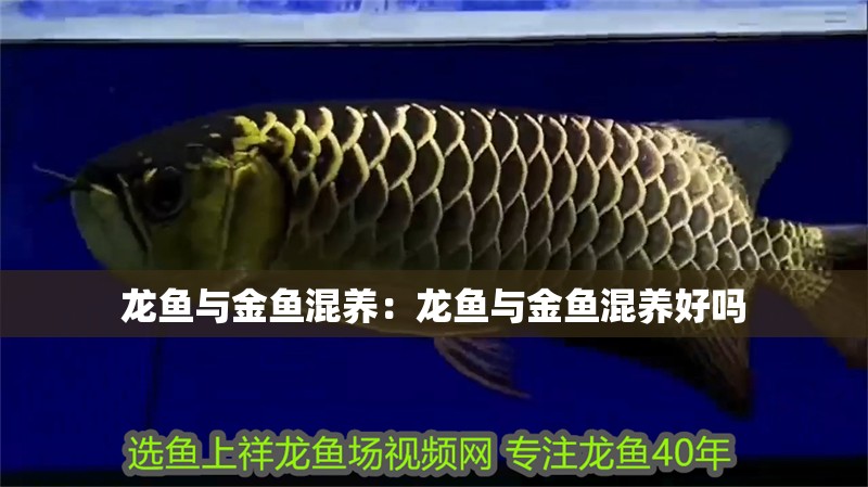 龍魚與金魚混養(yǎng)：龍魚與金魚混養(yǎng)好嗎