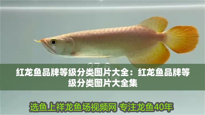 紅龍魚品牌等級分類圖片大全：紅龍魚品牌等級分類圖片大全集