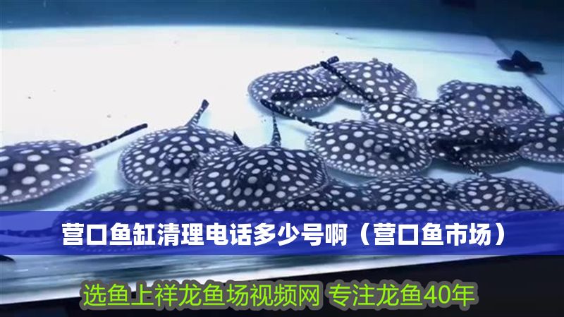 營口魚缸清理電話多少號(hào)啊（營口魚市場(chǎng)） 營口魚缸清理電話多少號(hào)啊（營口魚市場(chǎng)） 龍魚百科 第1張