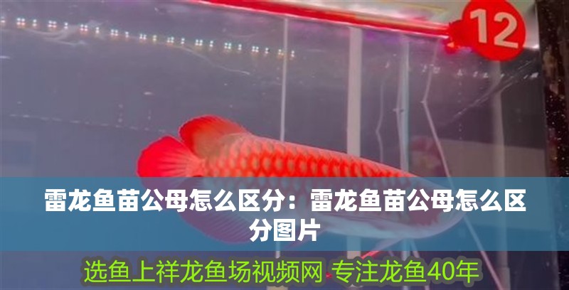 雷龍魚苗公母怎么區分：雷龍魚苗公母怎么區分圖片
