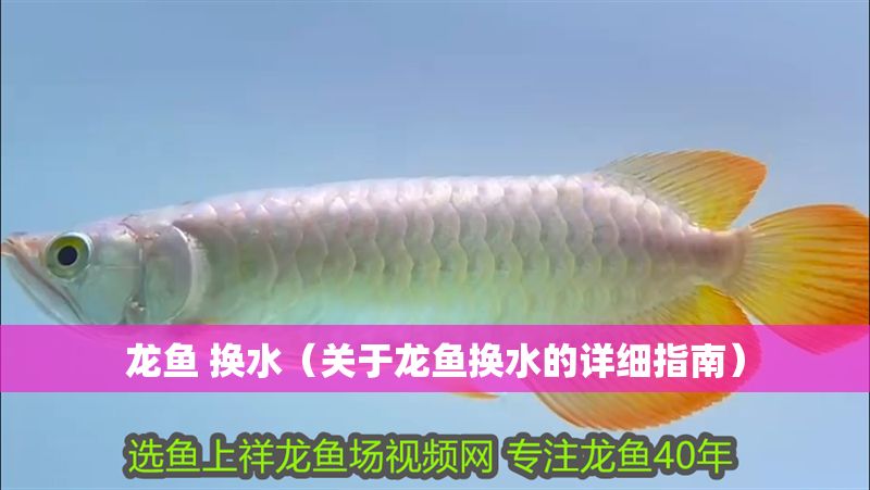 龍魚 換水（關于龍魚換水的詳細指南）