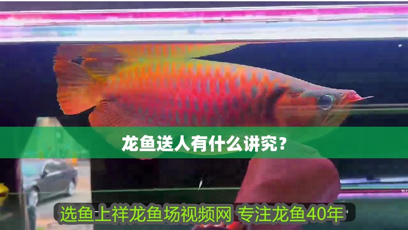 龍魚送人有什么講究？