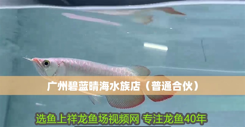 廣州碧藍晴海水族店（普通合伙）