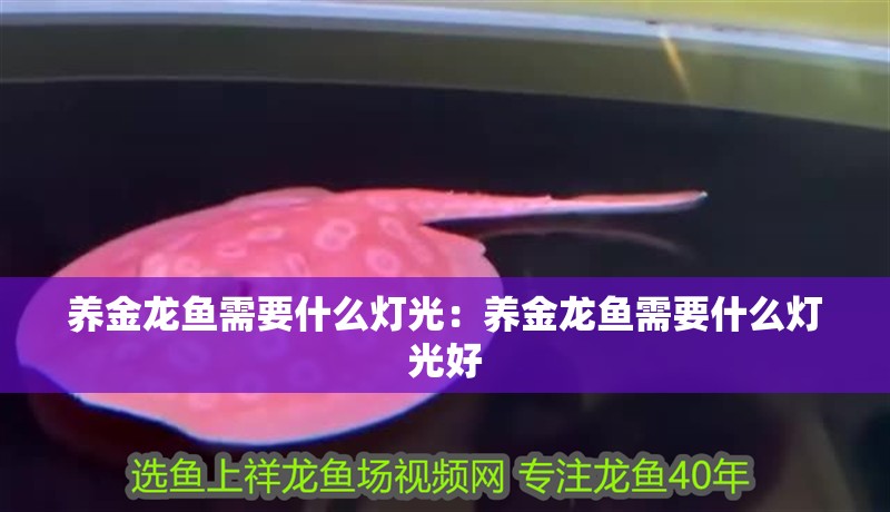 養金龍魚需要什么燈光：養金龍魚需要什么燈光好