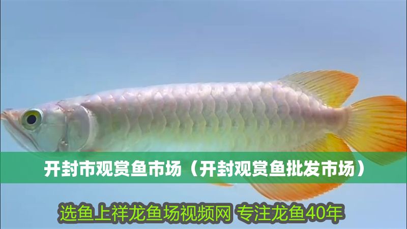 開封市觀賞魚市場（開封觀賞魚批發(fā)市場）