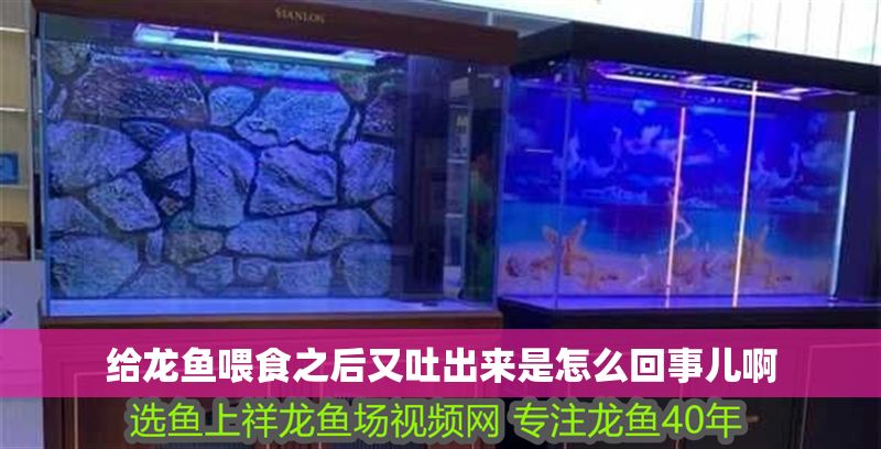 給龍魚喂食之后又吐出來是怎么回事兒啊