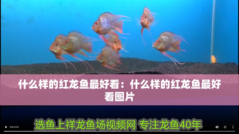 什么樣的紅龍魚最好看：什么樣的紅龍魚最好看圖片